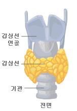 thyroid2.JPG