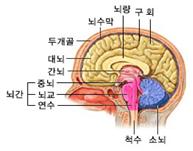 정보광장 > 자료실 > [의학] 소아뇌종양